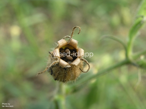 catchfly, nightflowering